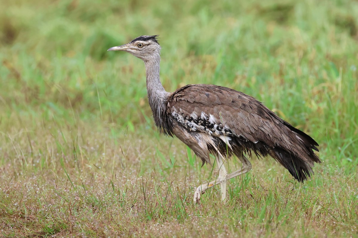 Australian Bustard - ML617465542