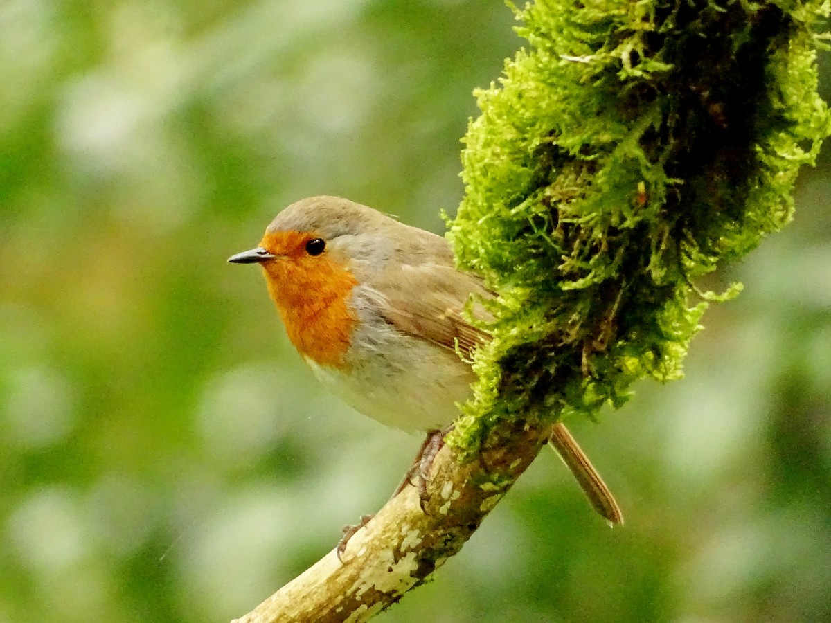 European Robin - ML617465544