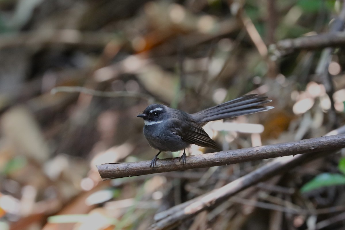 White-throated Fantail - Ben Weil