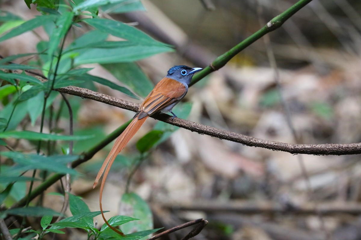 Blyth's Paradise-Flycatcher - ML617465572