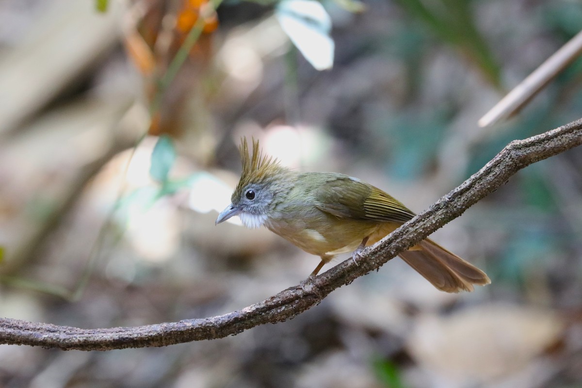 Puff-throated Bulbul - Ben Weil