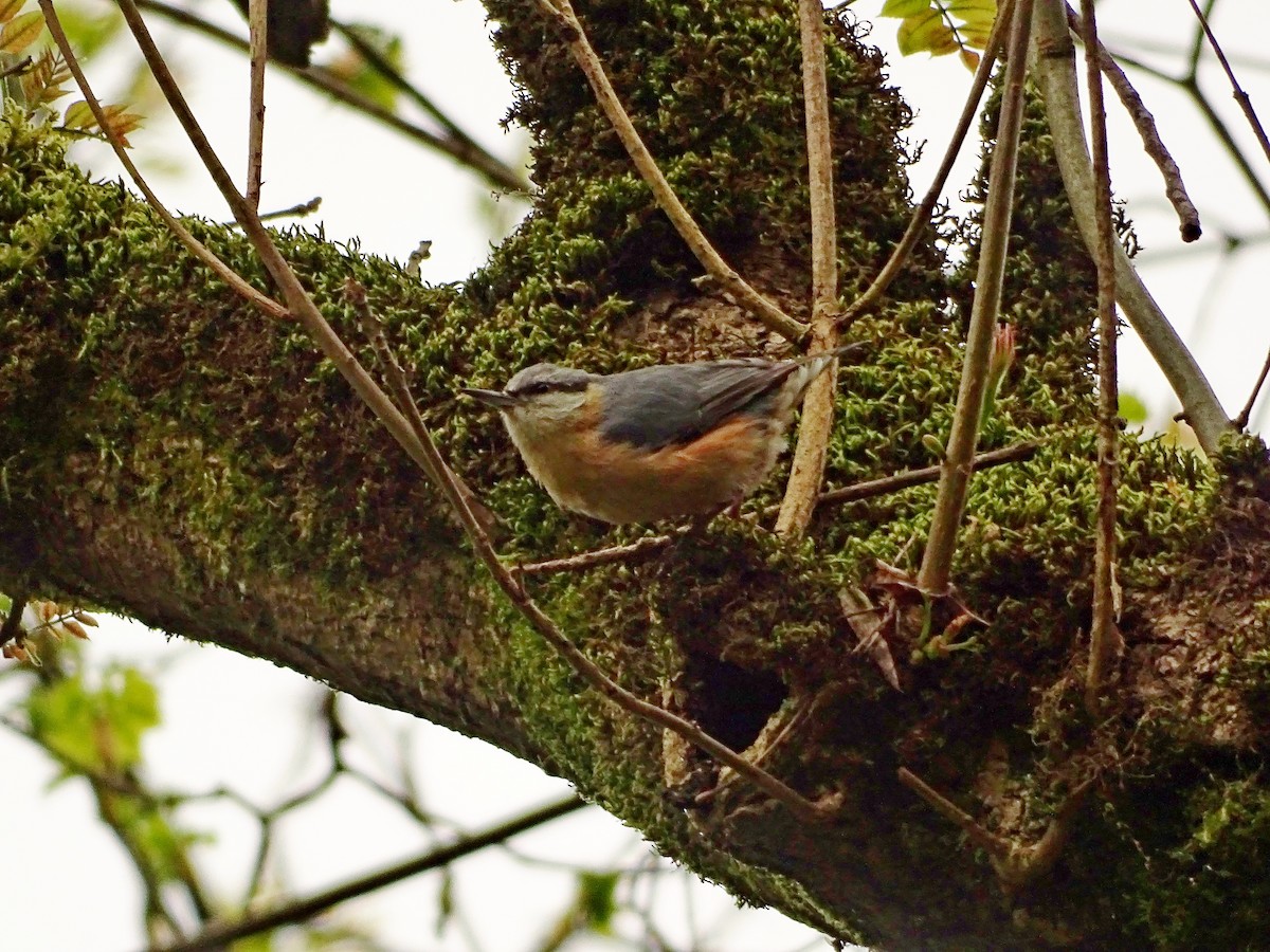 Eurasian Nuthatch - ML617465761