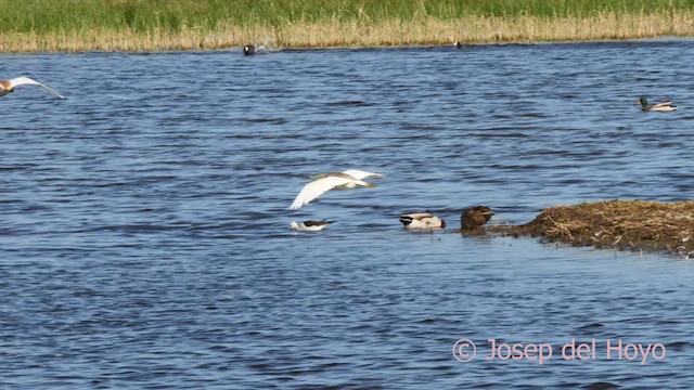 Squacco Heron - ML617465791