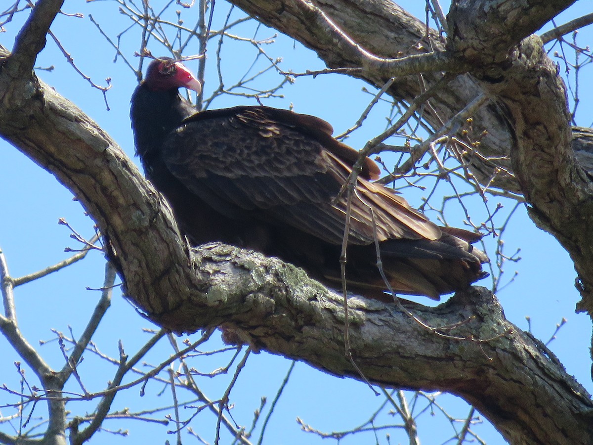 Turkey Vulture - ML617465792