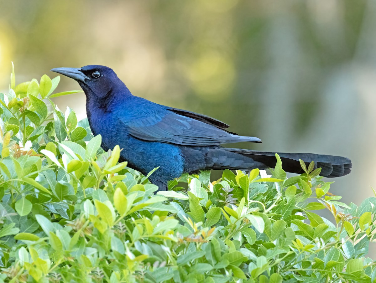 Boat-tailed Grackle - ML617465800