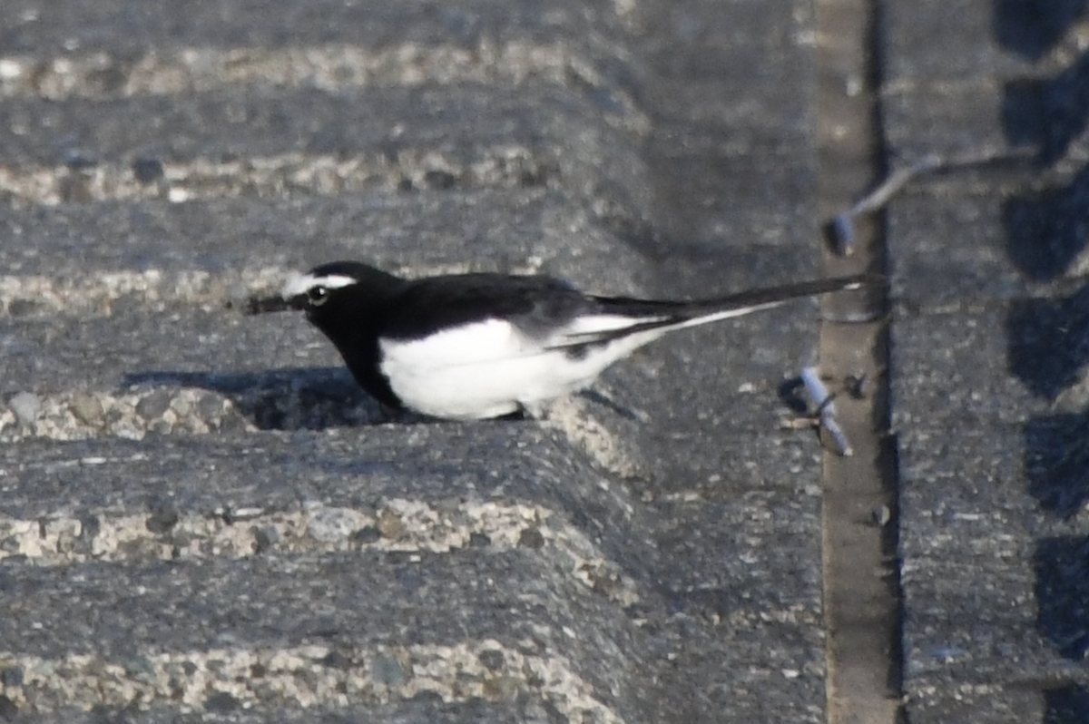 Japanese Wagtail - ML617465803