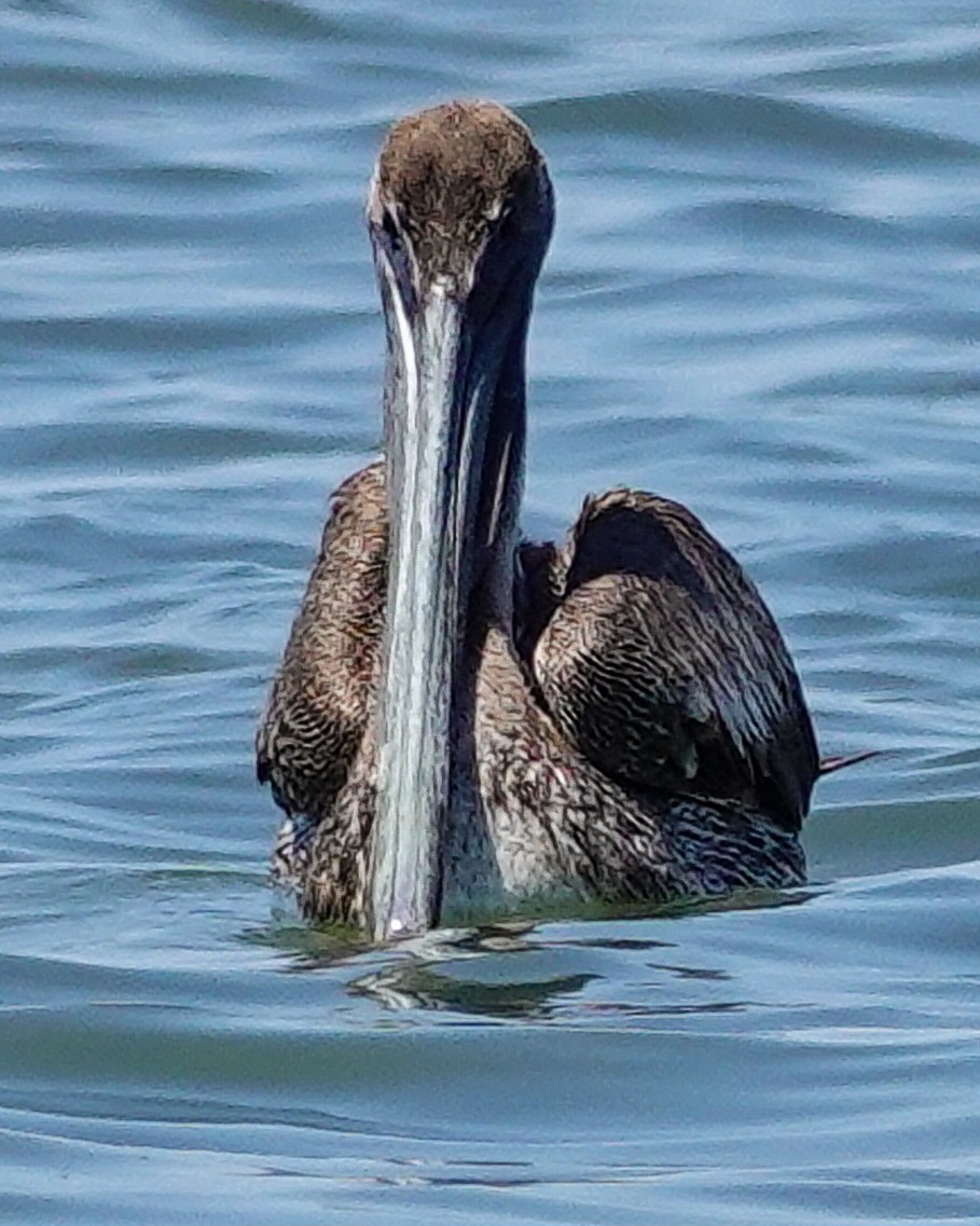 Brown Pelican - ML617465982