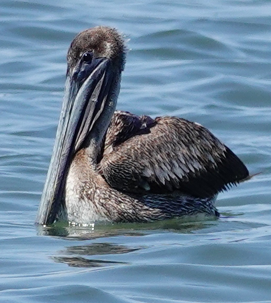 Brown Pelican - ML617465983