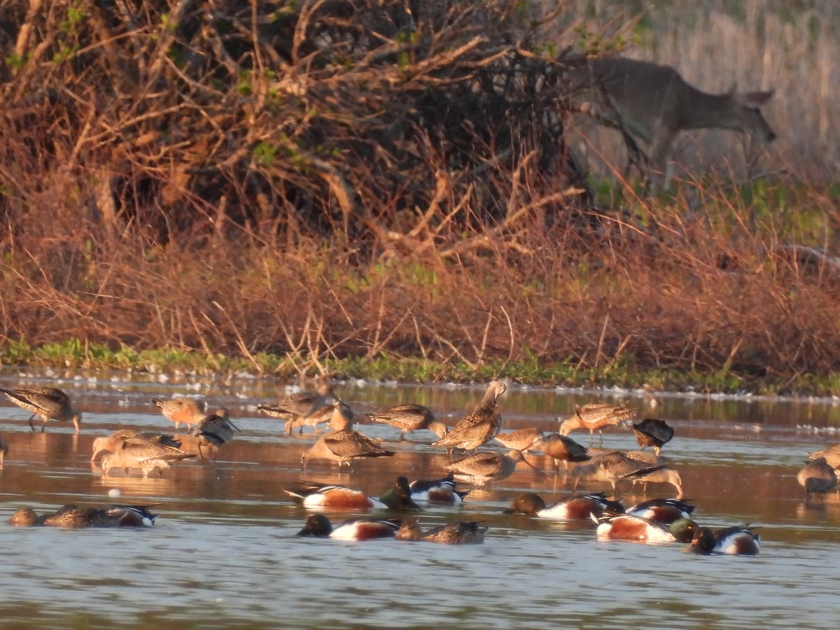 Hudsonian Godwit - ML617465986