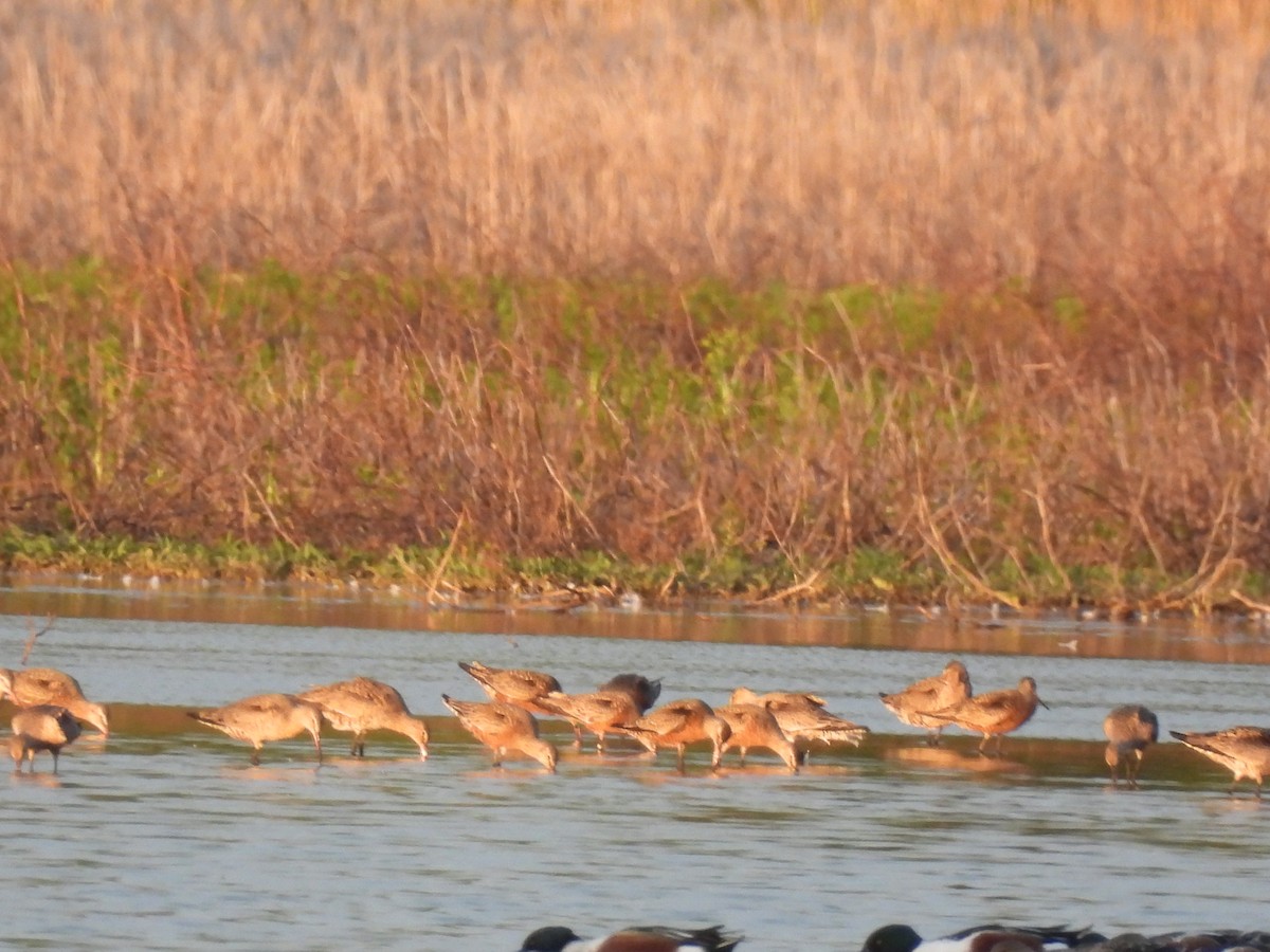 Hudsonian Godwit - ML617465987