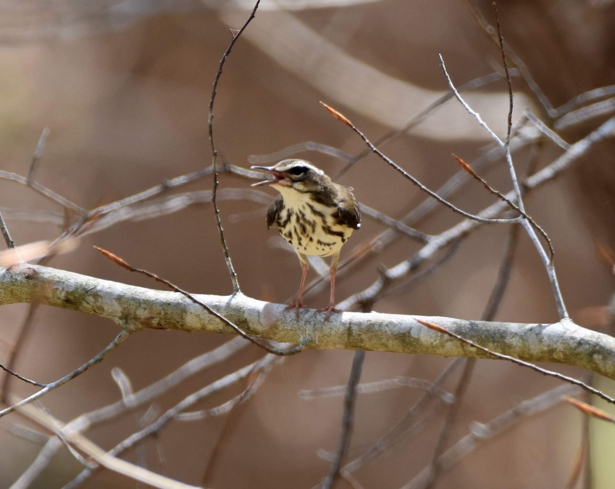 Louisiana Waterthrush - ML617466029