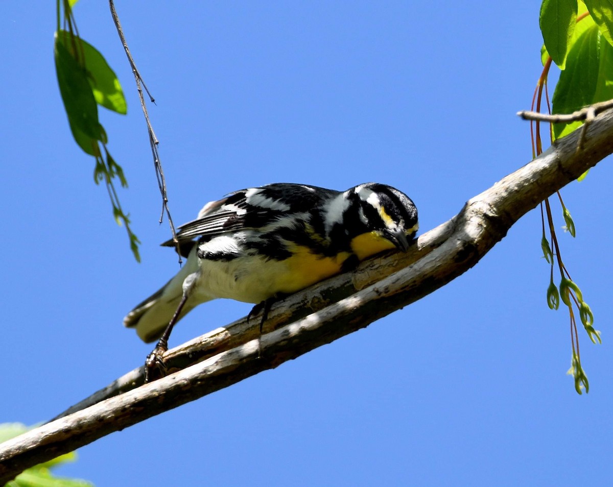 Yellow-throated Warbler - ML617466048