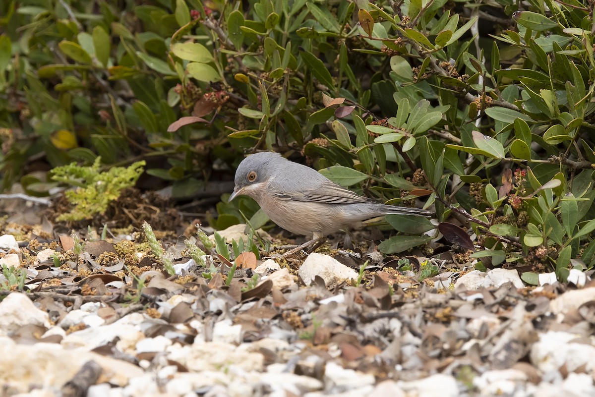 Moltoni's Warbler - Delfin Gonzalez