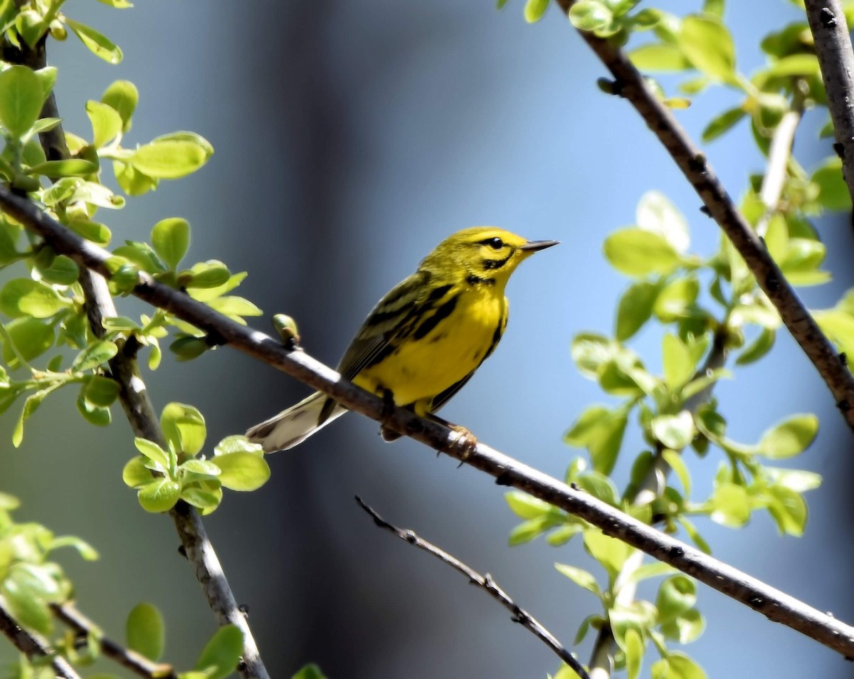 Prairie Warbler - ML617466069