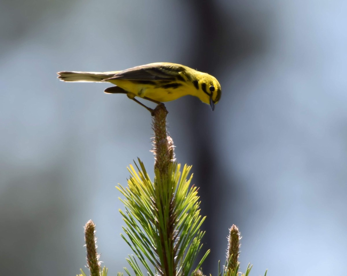 Prairie Warbler - ML617466070