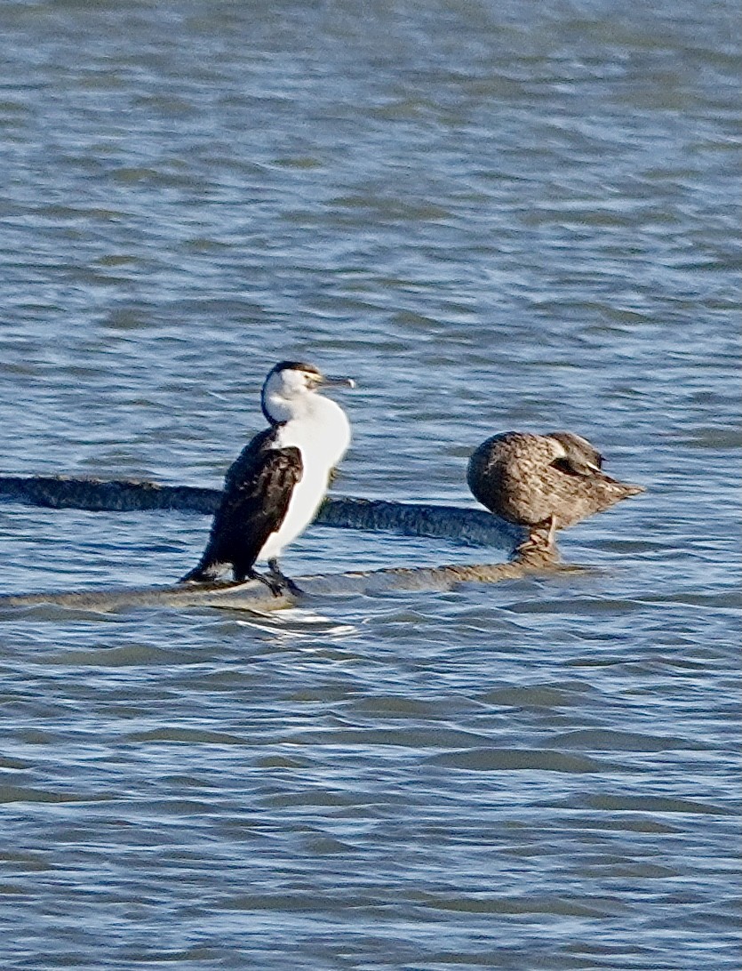 Pied Cormorant - ML617466086