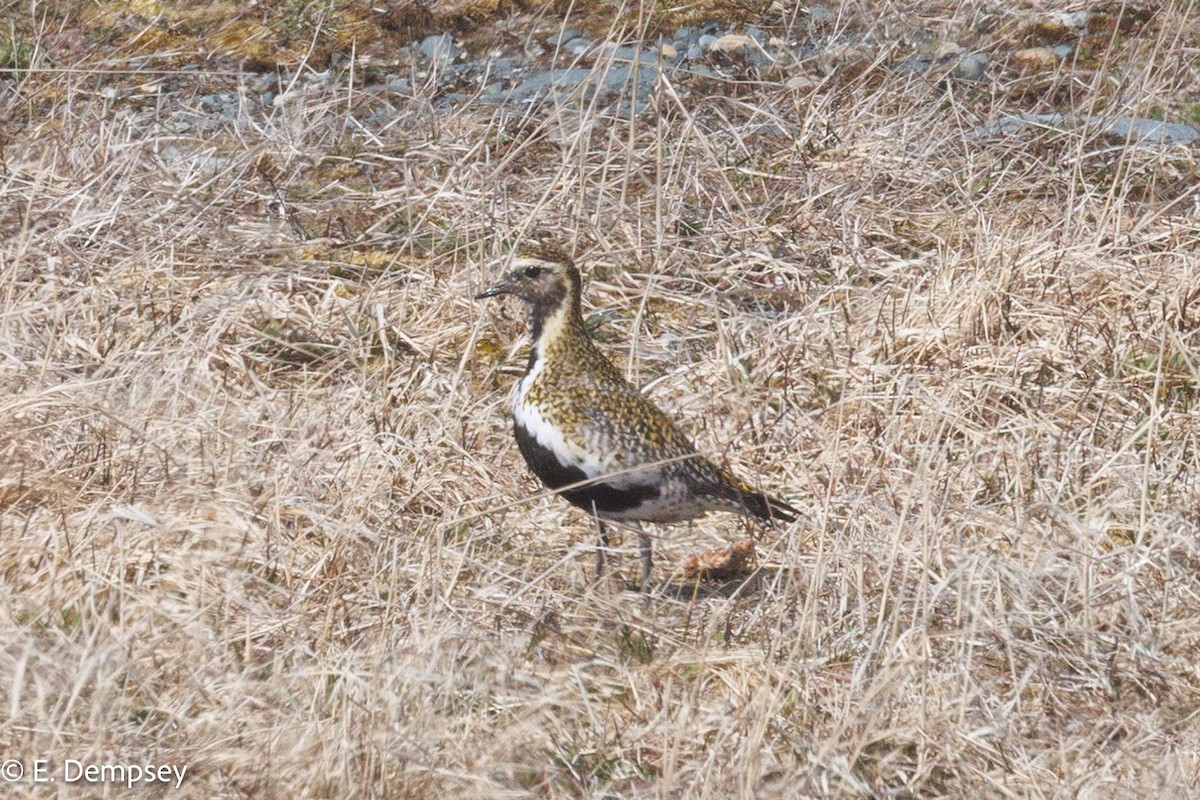 European Golden-Plover - ML617466094