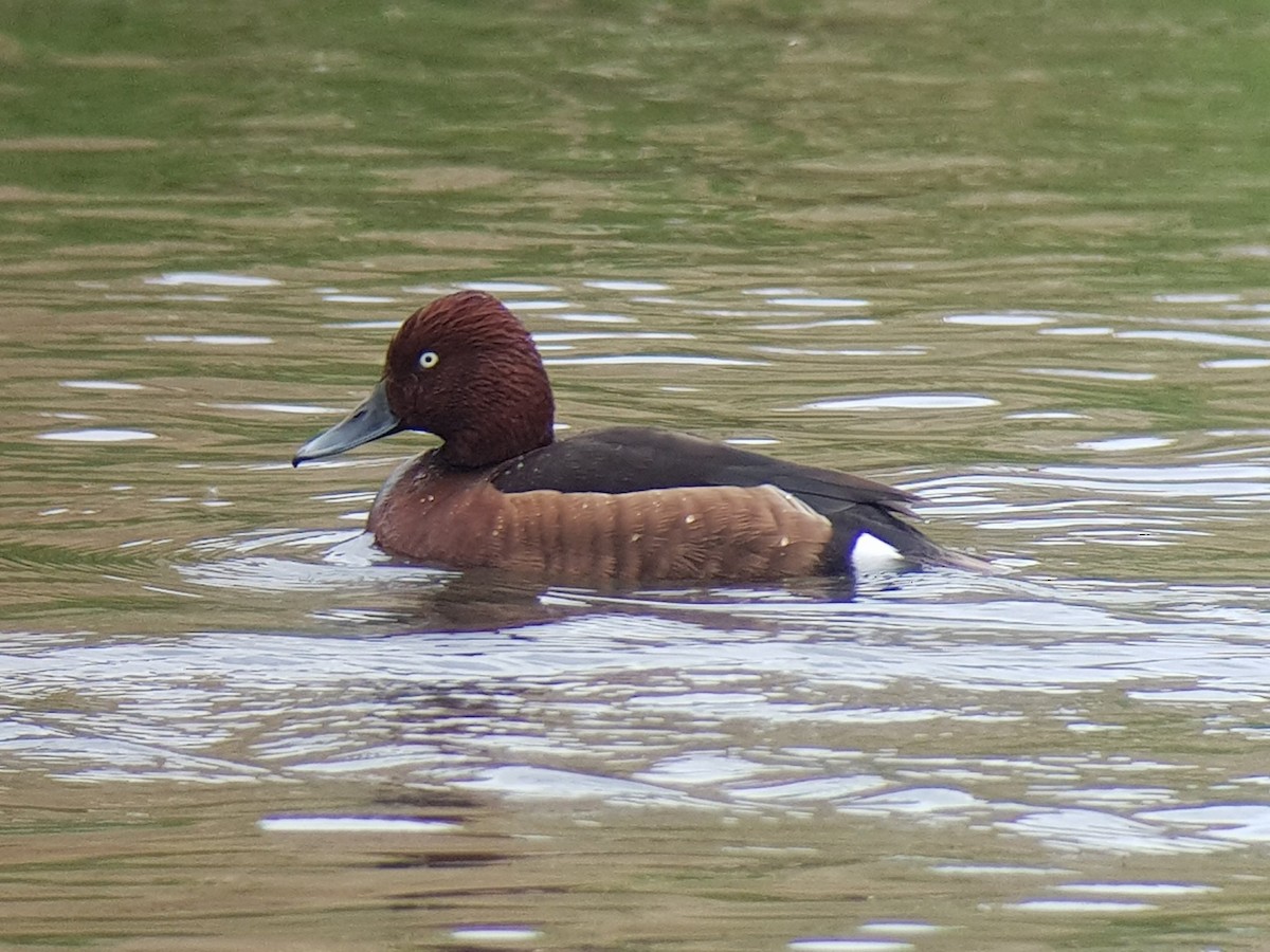 Ferruginous Duck - ML617466095