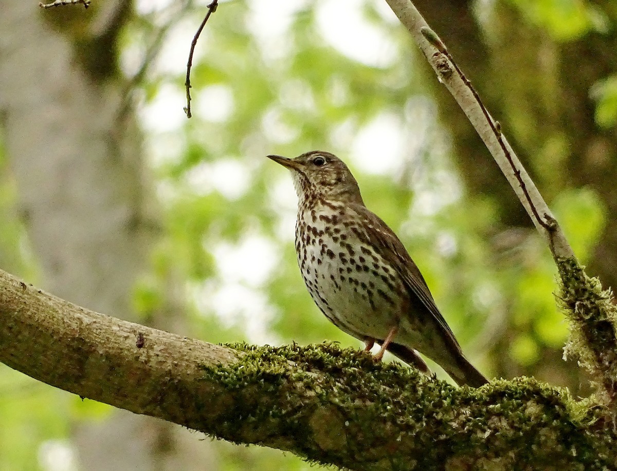 Song Thrush - Александр Любимов