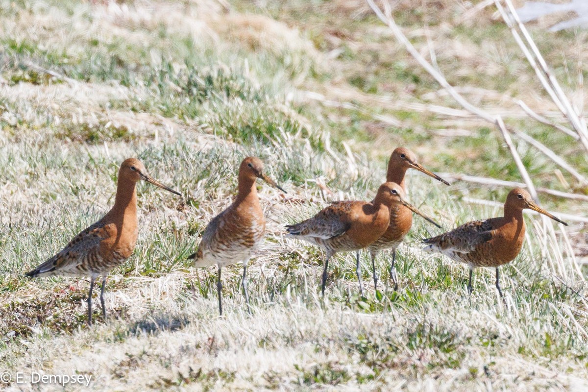 Black-tailed Godwit - ML617466098