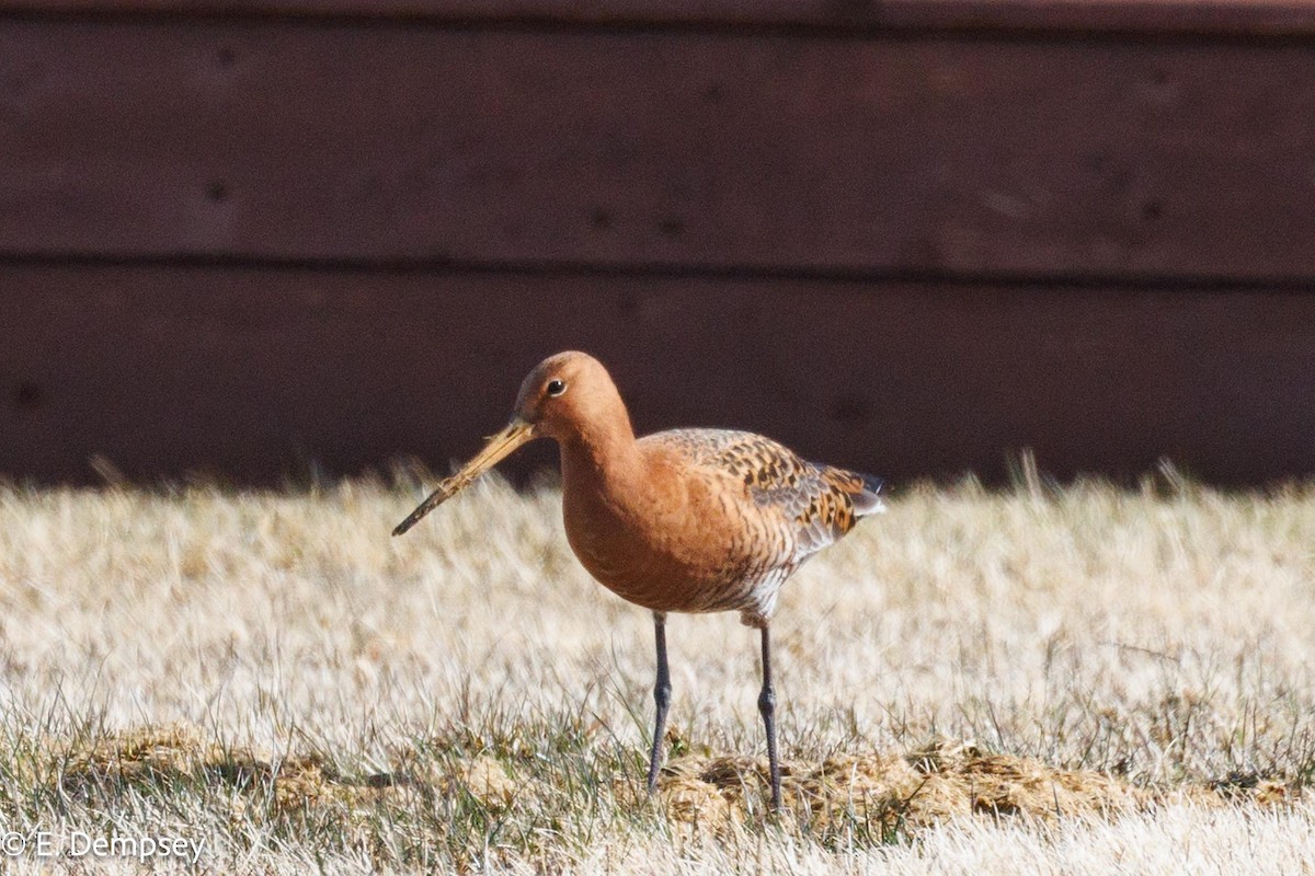 Black-tailed Godwit - ML617466100