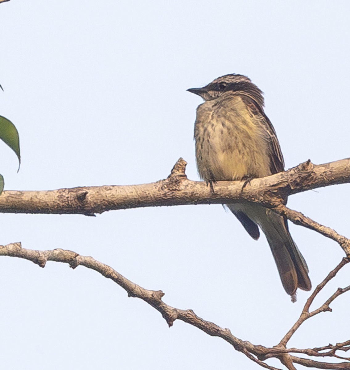 Piratic Flycatcher - ML617466199
