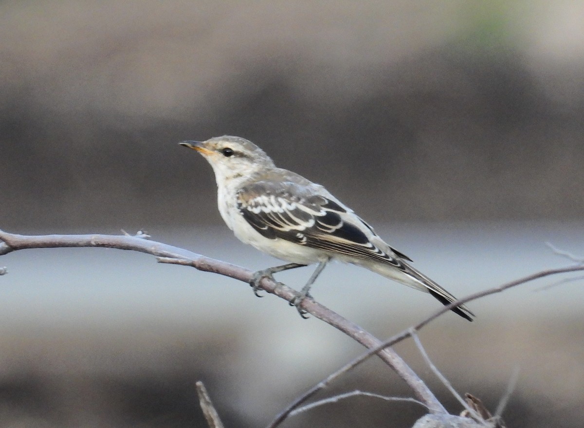 White-shouldered Triller - Bryan Baker