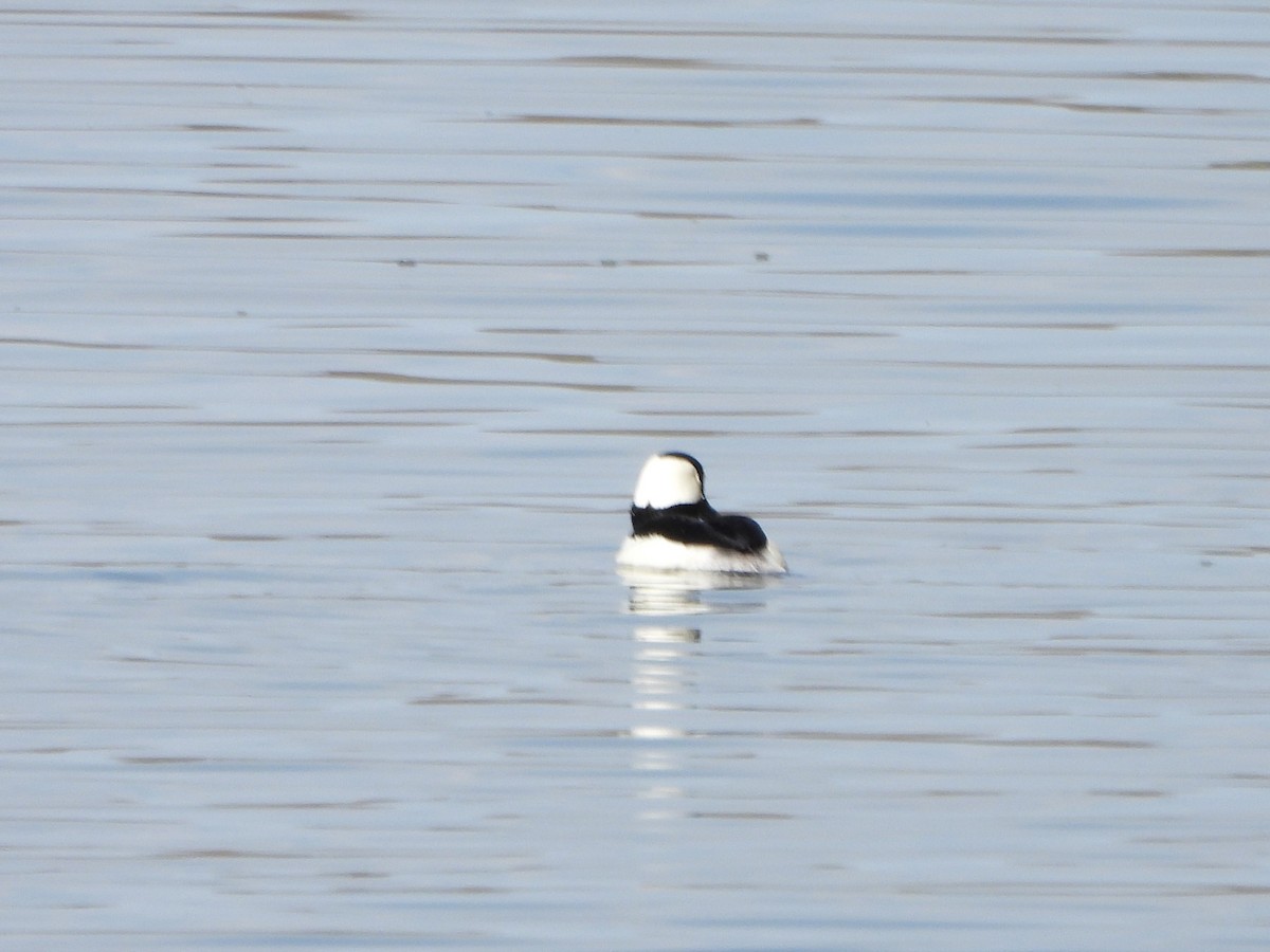 Bufflehead - ML617466240