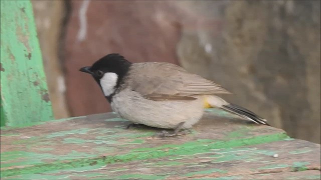 Bulbul à oreillons blancs - ML617466261