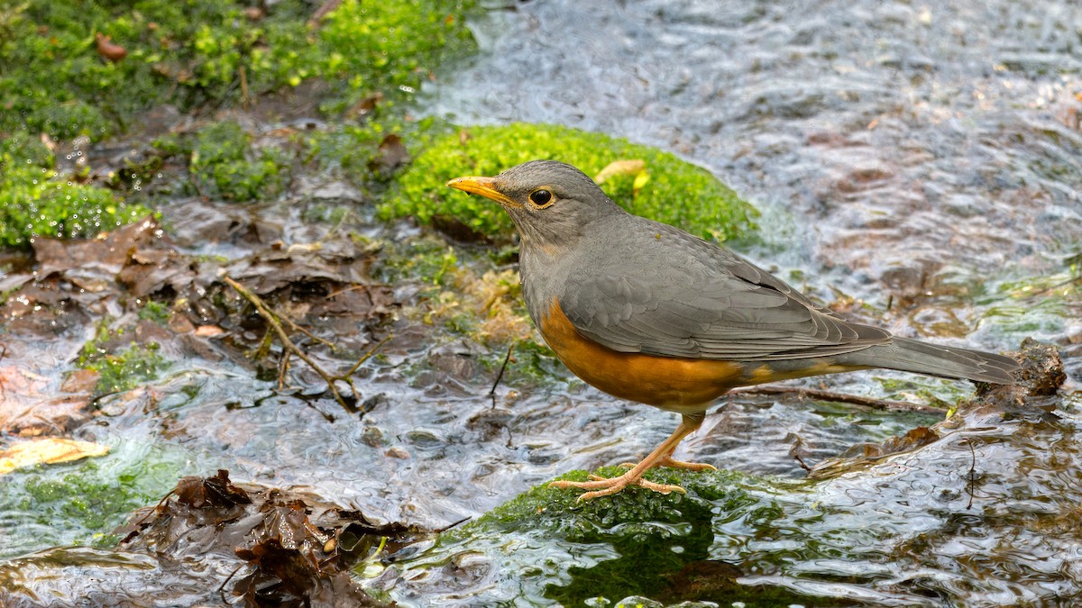 Gray-backed Thrush - ML617466278