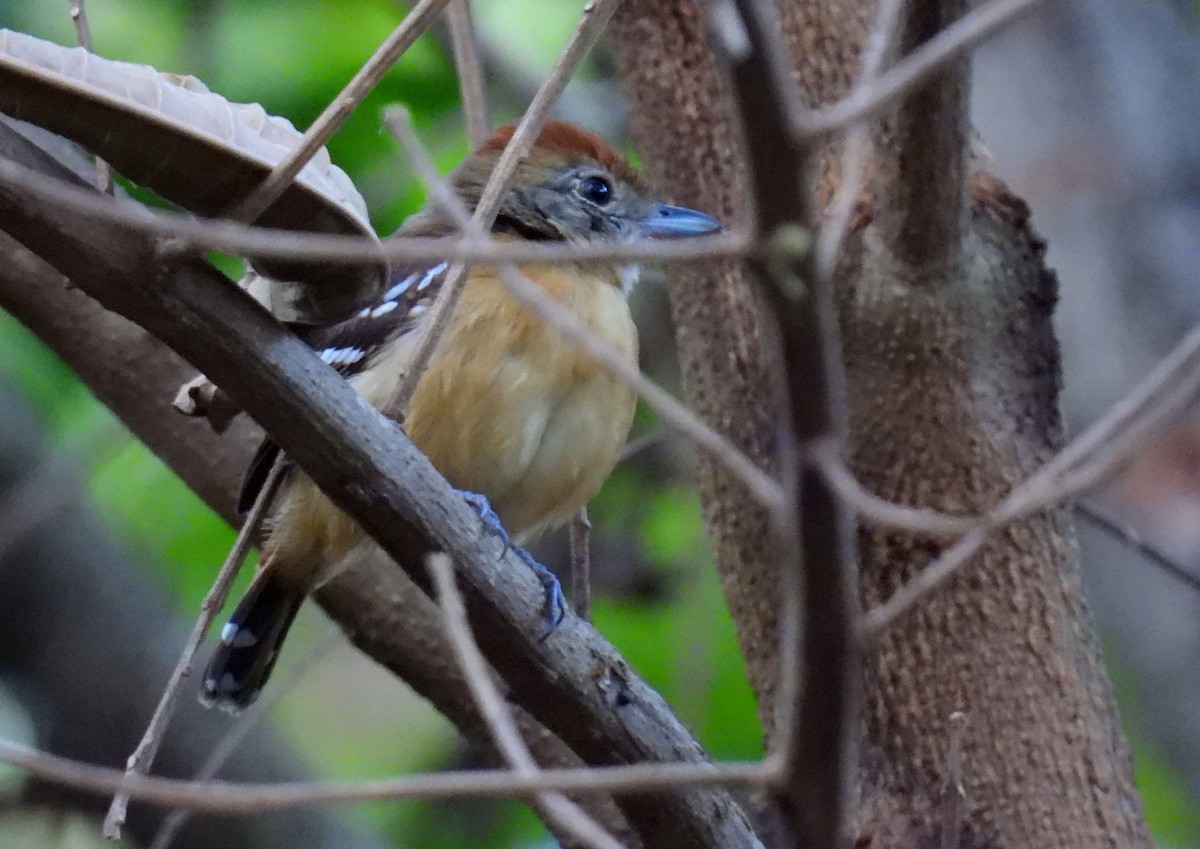 Planalto Slaty-Antshrike - ML617466289