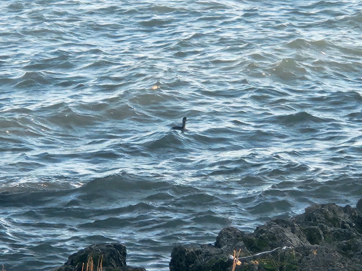 Horned/Eared Grebe - ML617466303