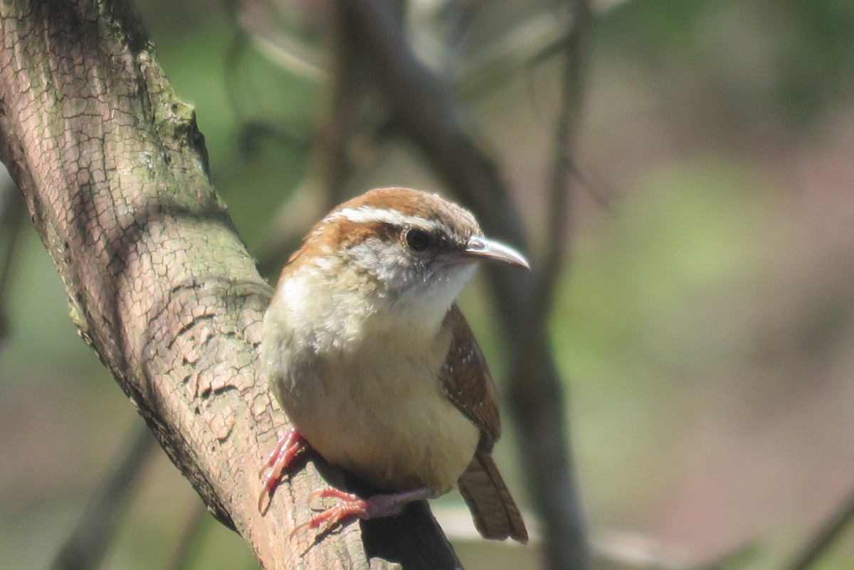 Carolina Wren - J. Isaacs