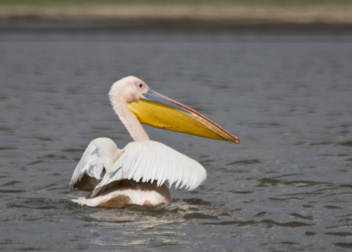 Great White Pelican - ML617466353