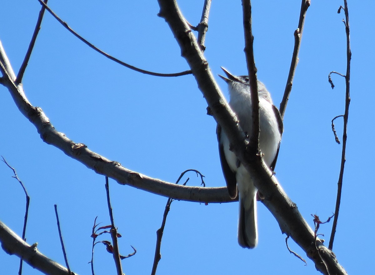 Blue-gray Gnatcatcher - ML617466358