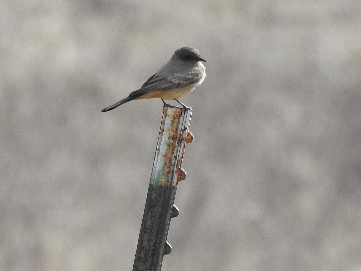 Say's Phoebe - Sharlane Toole