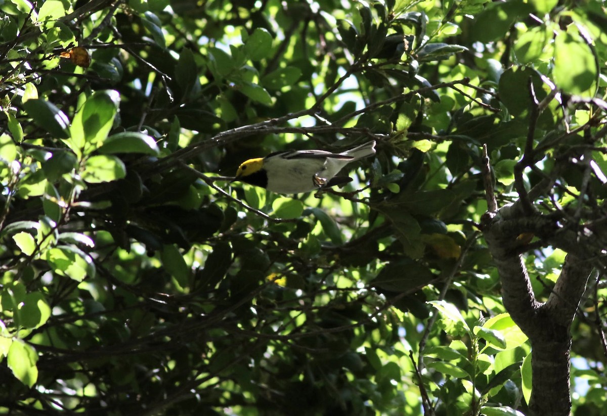 Hermit Warbler - Quinn Nial