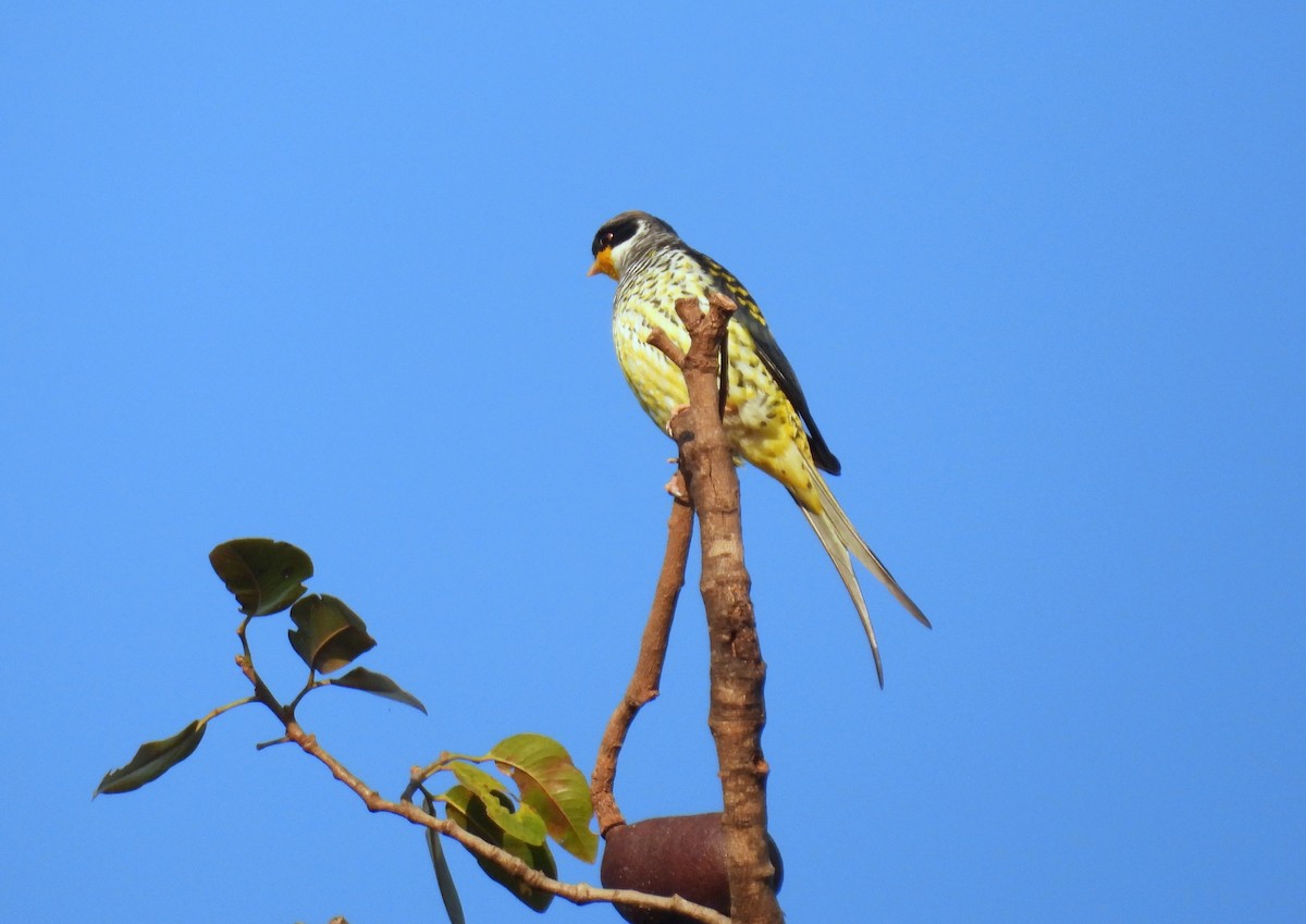 Swallow-tailed Cotinga - Julio Cesar Filipino