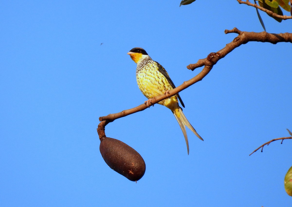 Swallow-tailed Cotinga - Julio Cesar Filipino