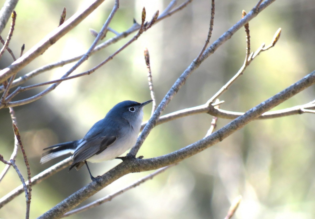 Blue-gray Gnatcatcher - ML617466468