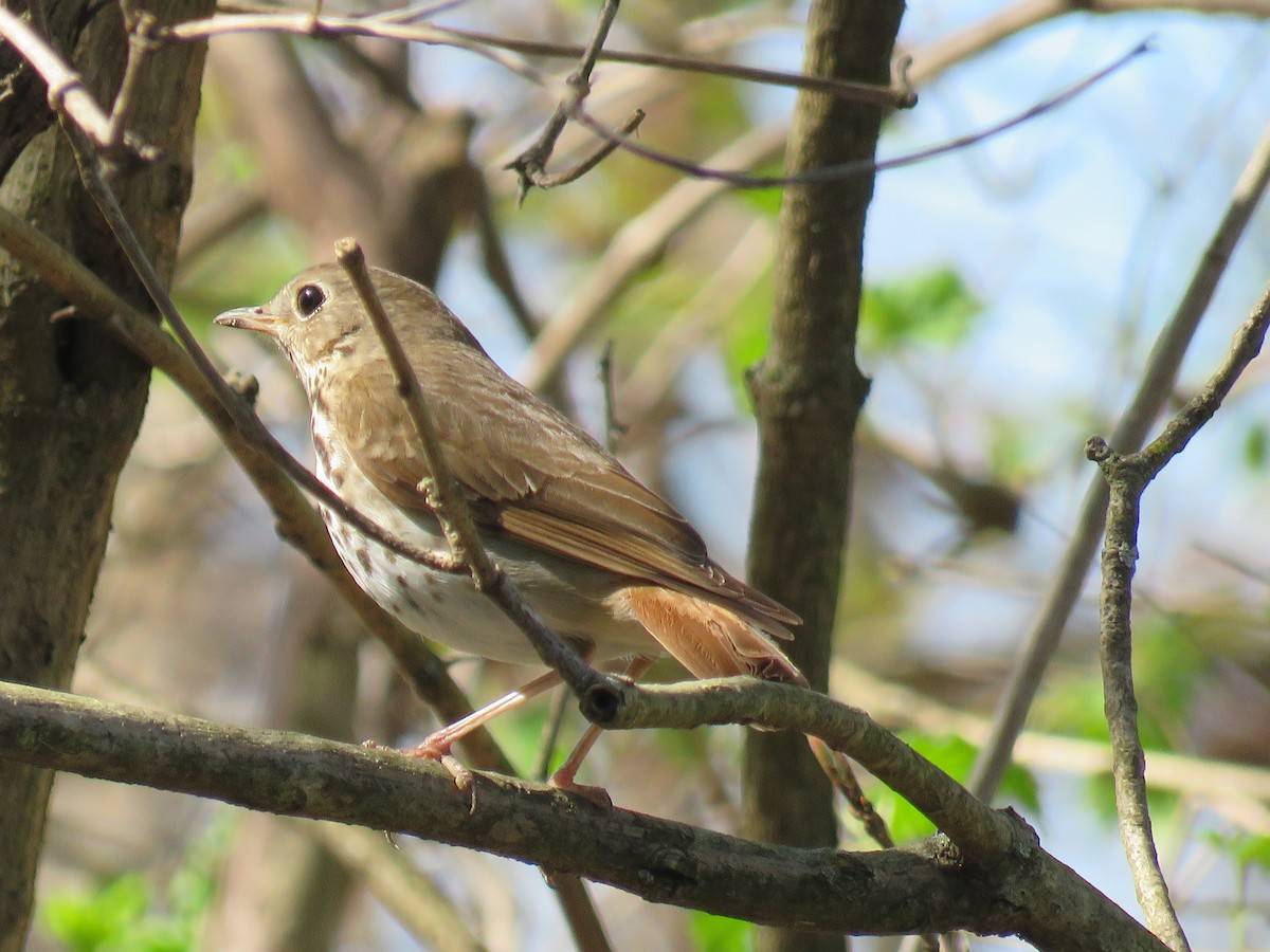 Hermit Thrush - ML617466485