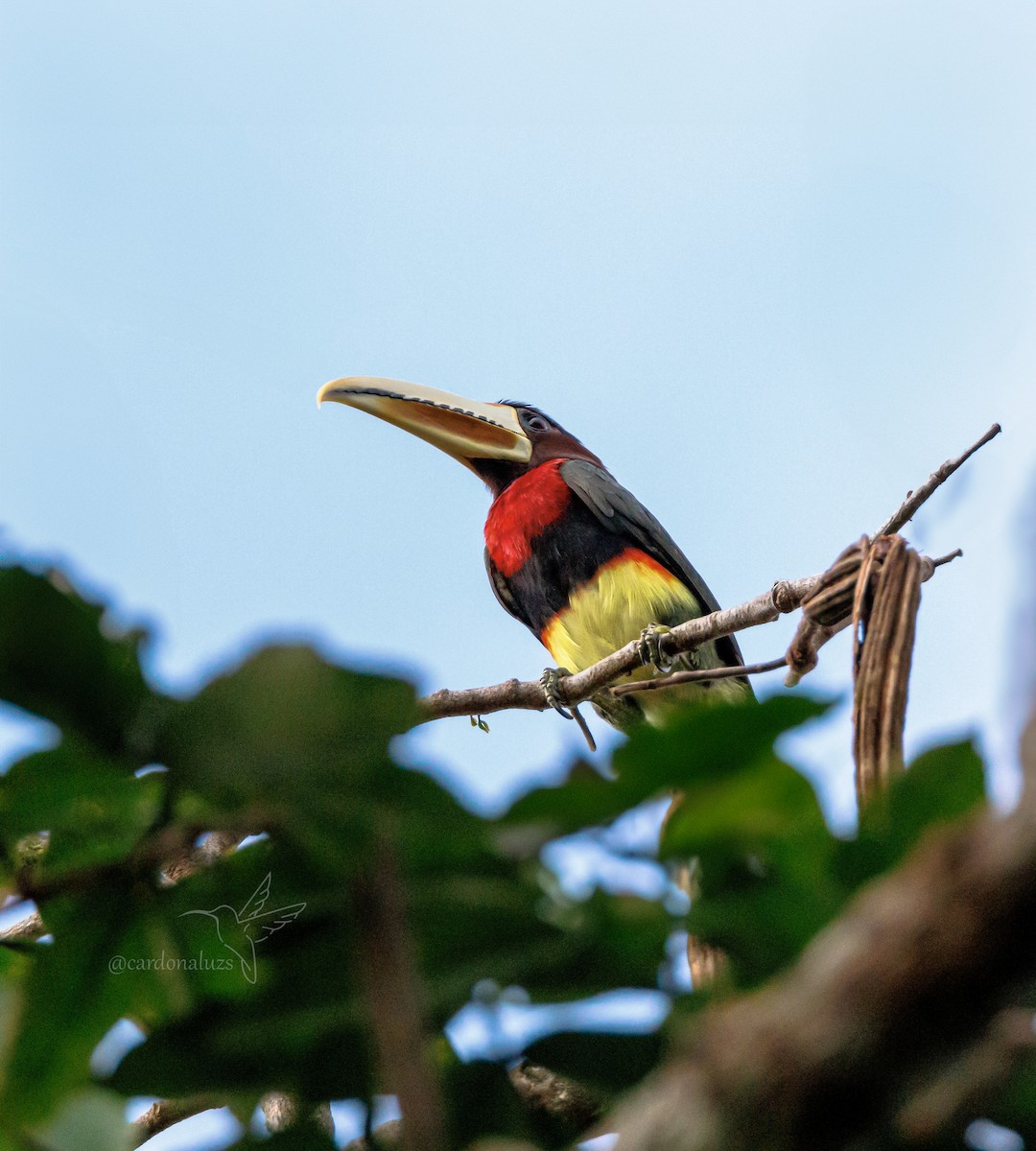 Ivory-billed Aracari - ML617466502