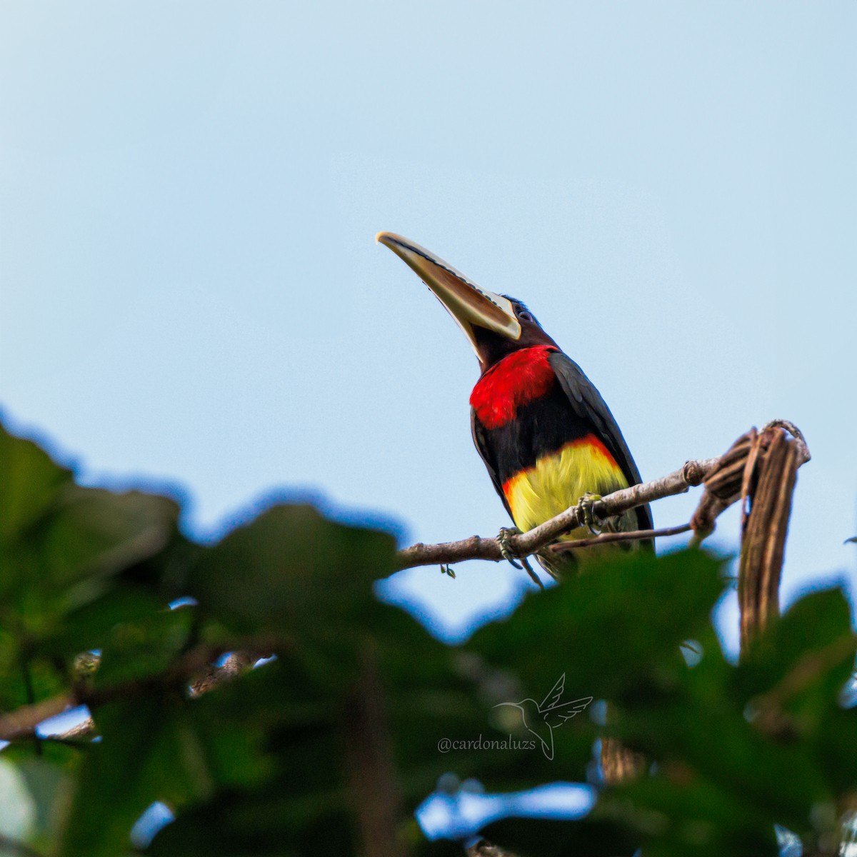 Ivory-billed Aracari - ML617466503