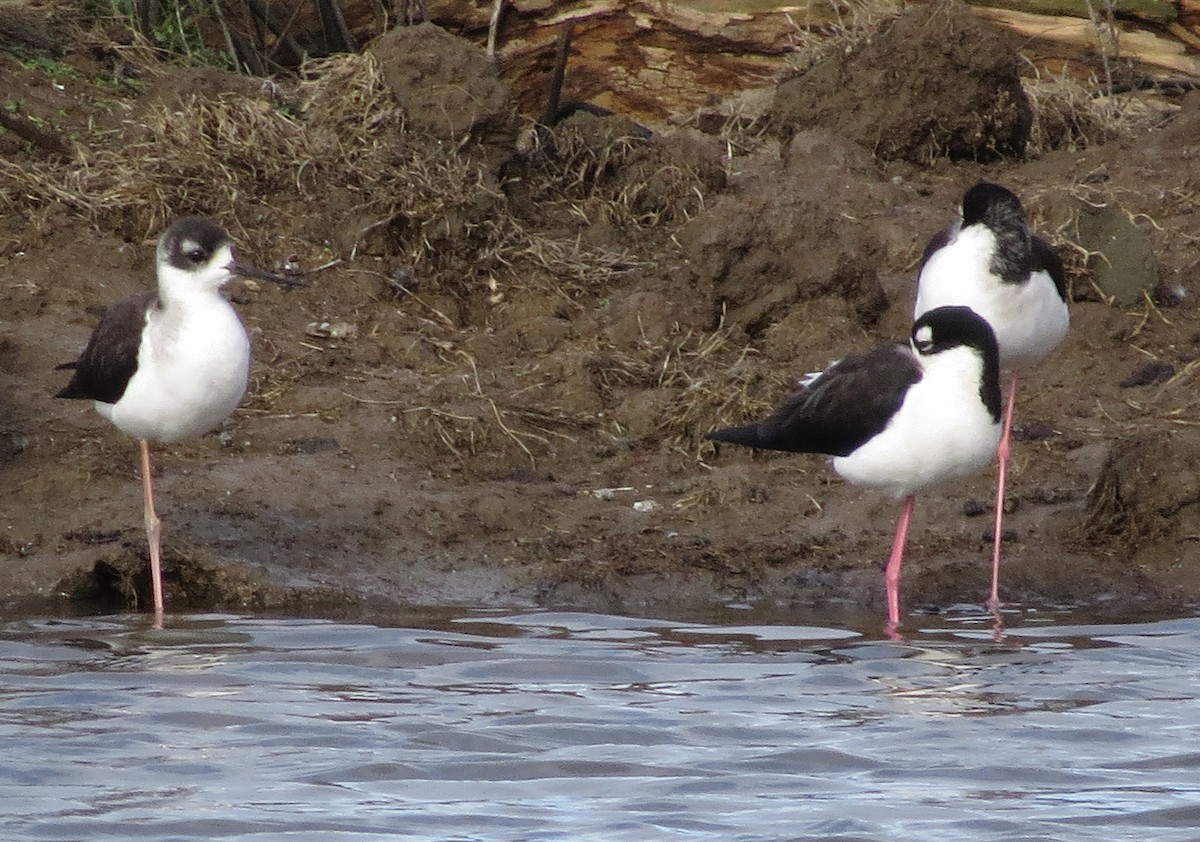 Black-necked Stilt - ML61746651