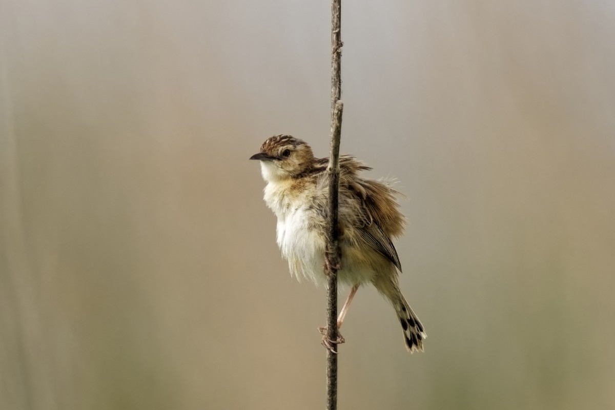 Zitting Cisticola - Holger Teichmann