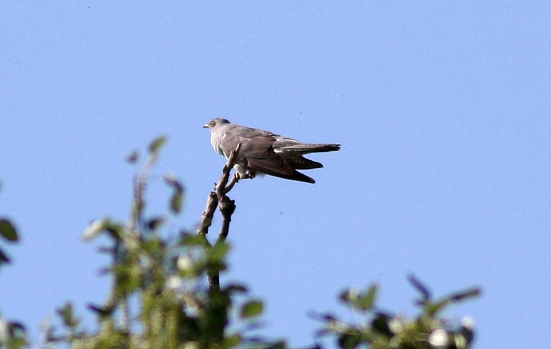 Common Cuckoo - Miguel García