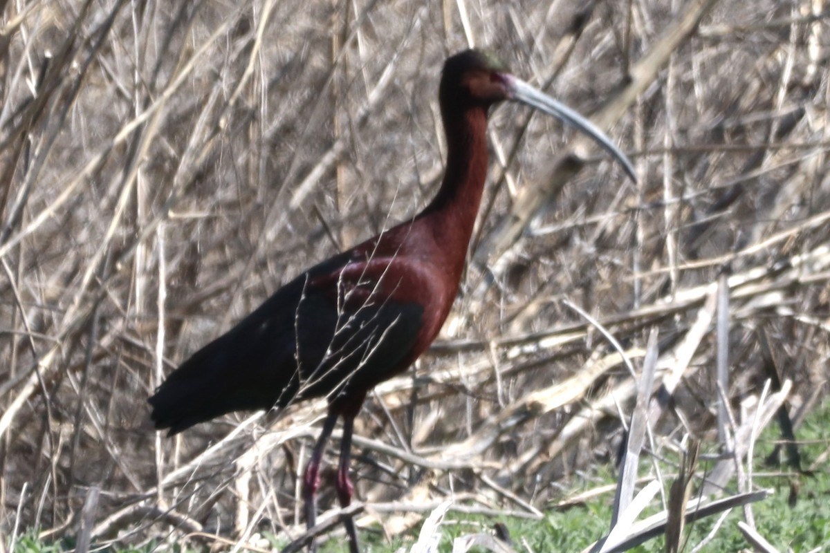 ibis americký - ML617466614