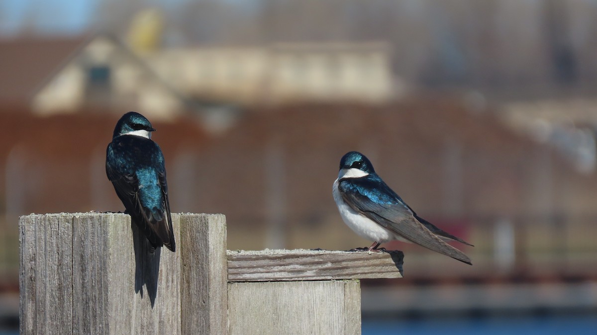 Tree Swallow - ML617466666