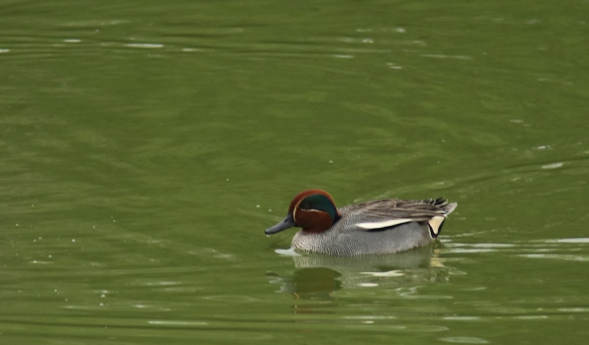 Green-winged Teal - Real Gauthier