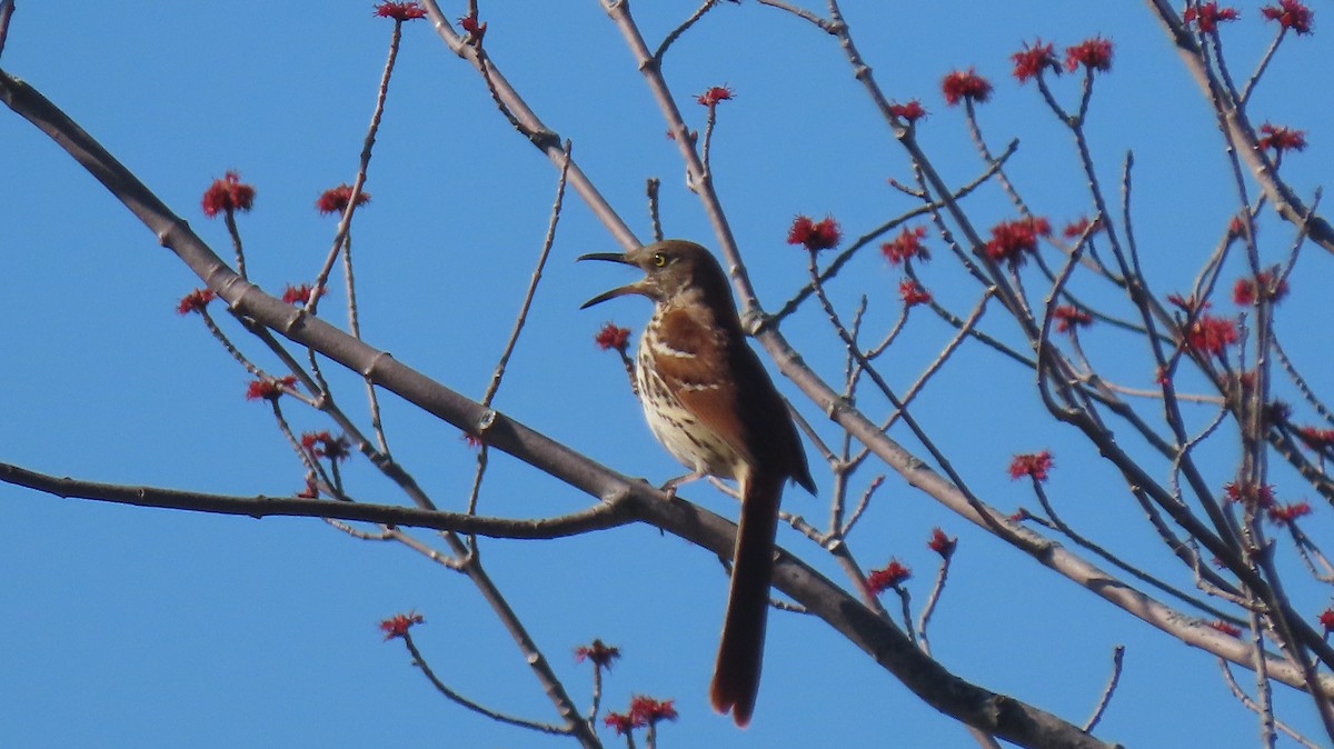 Brown Thrasher - ML617466672